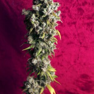 15 UND REG - RESPECT * REGGAE SEEDS 15 UND REGULARES