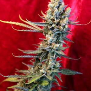 7 UND REG - REVOLUTION * REGGAE SEEDS 7 UND REGULARES