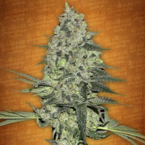 5 UND FEM - RHINO RYDER * FASTBUDS SEEDS FEMINIZADA 5 UND