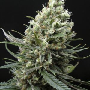 5 UND FEM - RIPPER HAZE * RIPPER SEEDS 5 UND FEMINIZADAS