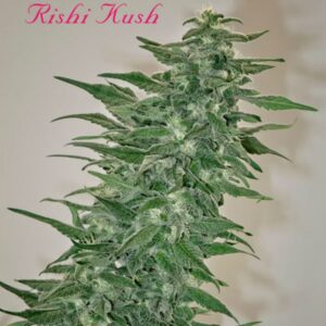 10 UND REG - RISHI KUSH * MANDALA SEEDS 10 UND REGULARES