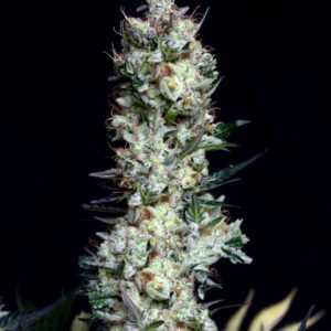 1 UND FEM - RITTUS HAZE * ABSOLUTE CANNABIS SEEDS 1 UND FEM