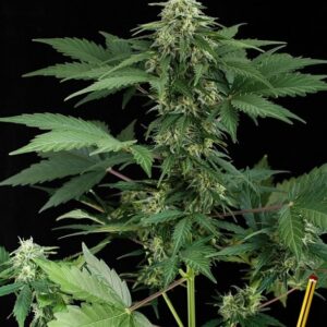 10 UND FEM - ROADRUNNER AUTOFLOWERING * DINAFEM 10 UND FEM