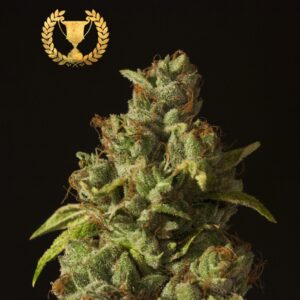 5 UND FEM - ROLLEX OG KUSH * DEVILS HARVEST SEEDS 5 UND FEM