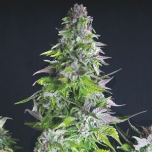 5 UND FEM - ROMULAN * PYRAMID SEEDS FEMINIZADA 5 UND