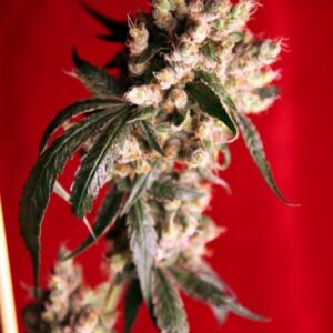 7 UND REG - ROOTS * REGGAE SEEDS 7 UND REGULARES