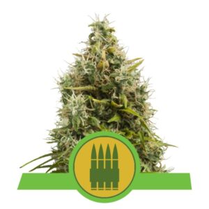 100 UND FEM - ROYAL AK AUTOMATIC * ROYAL QUEEN 100 UND FEMINIZADAS