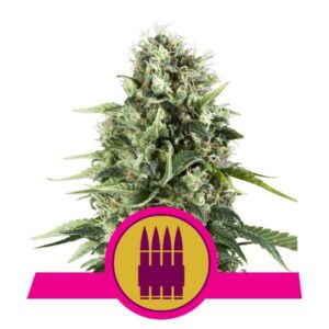 100 UND FEM - ROYAL AK * ROYAL QUEEN 100 UND FEMINIZADAS
