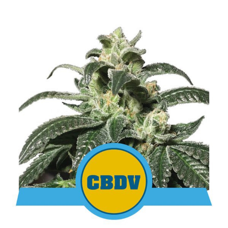 3 UND FEM - ROYAL CBDV AUTO * ROYAL QUEEN FEMINIZADA 3 UND