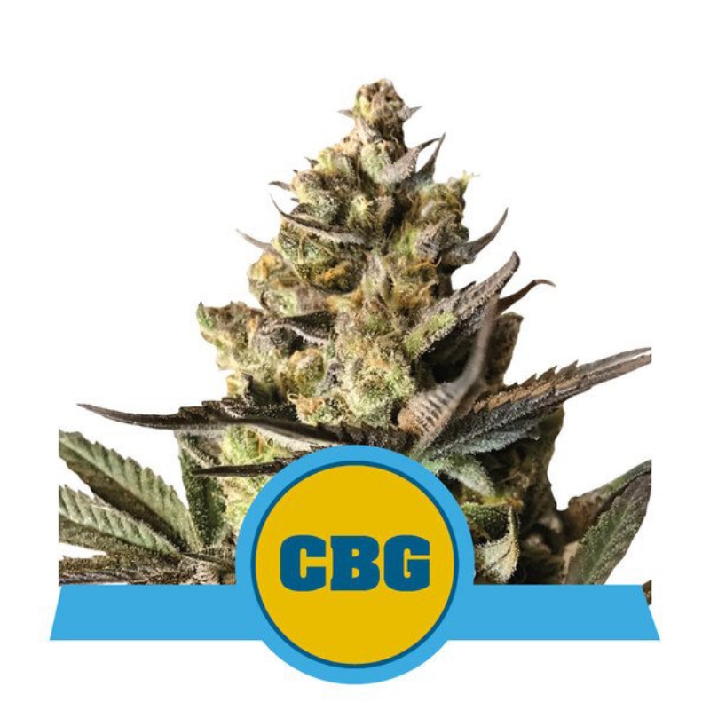 5 UND FEM - ROYAL CBG AUTO  * ROYAL QUEEN 5 UND FEMINIZADAS