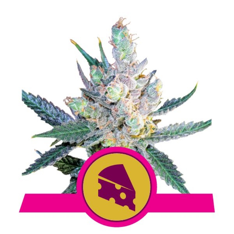 3 UND FEM - ROYAL CHEESE-FAST VERSION  * ROYAL QUEEN 3 UND FEMINIZADAS
