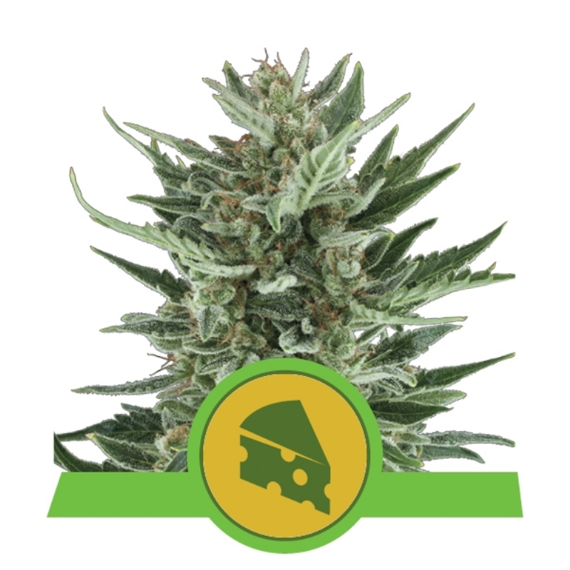 100 UND FEM - ROYAL CHEESE AUTOMATIC * ROYAL QUEEN 100 UND FEMINIZADAS