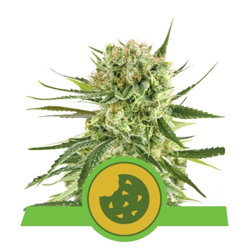 100 UND FEM - ROYAL COOKIES AUTOMATIC USA PREMIUM * ROYAL QUEEN 100 UND FEMINIZADAS