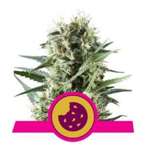 100 UND FEM - ROYAL COOKIES USA PREMIUM * ROYAL QUEEN 100 UND FEMINIZADAS
