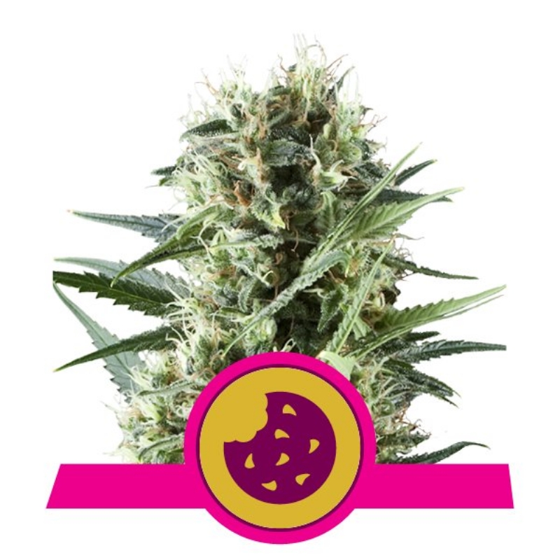 100 UND FEM - ROYAL COOKIES USA PREMIUM * ROYAL QUEEN 100 UND FEMINIZADAS