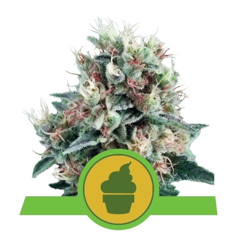 100 UND FEM - ROYAL CREAMATIC AUTO * ROYAL QUEEN 100 UND FEMINIZADAS