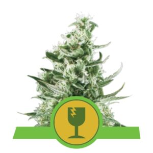 100 UND FEM - ROYAL CRITICAL AUTOMATIC * ROYAL QUEEN 100 UND FEMINIZADAS