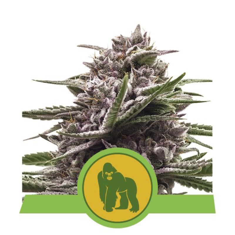 100 UND FEM - ROYAL GORILLA AUTOMATIC USA PREMIUM * ROYAL QUEEN 100 UND FEMINIZADAS