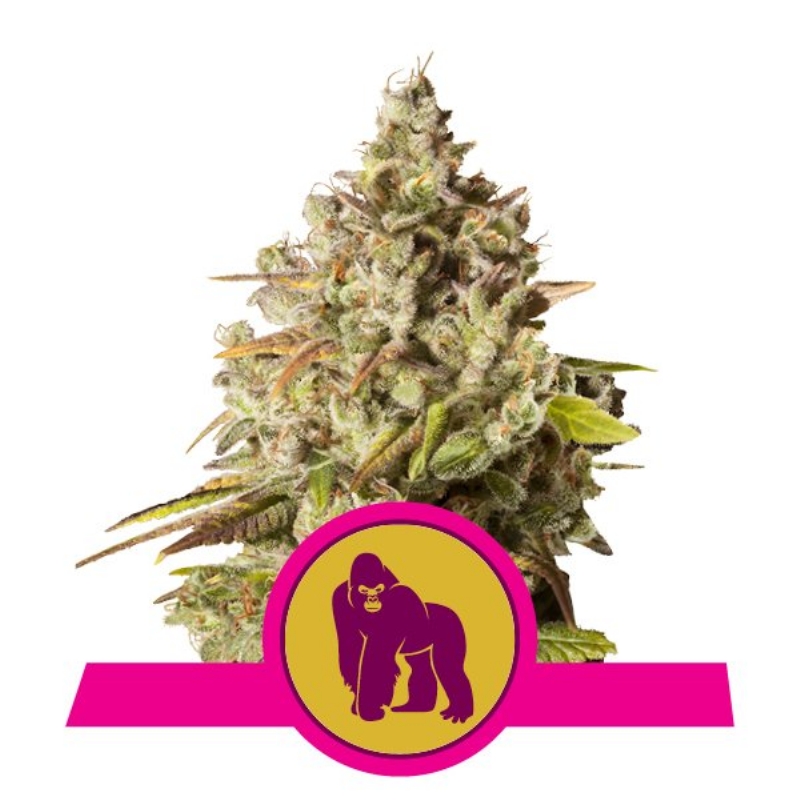 100 UND FEM - ROYAL GORILLA USA PREMIUM * ROYAL QUEEN 100 UND FEMINIZADAS