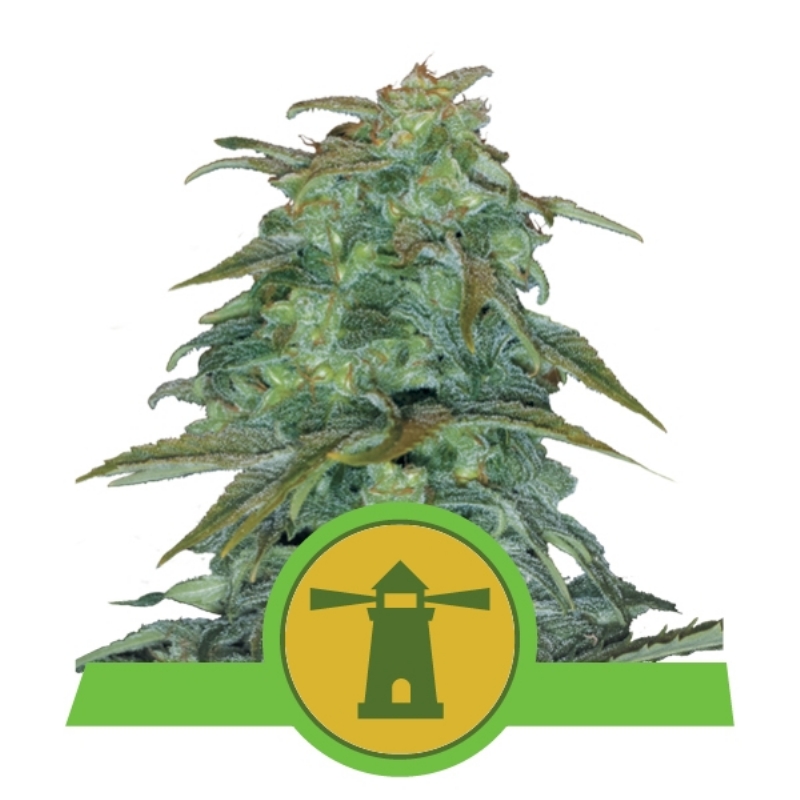 1 UND FEM - ROYAL HAZE AUTOMATIC * ROYAL QUEEN 1 UND FEMINIZADA