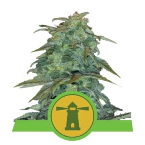 100 UND FEM - ROYAL HAZE AUTOMATIC * ROYAL QUEEN 100 UND FEMINIZADAS