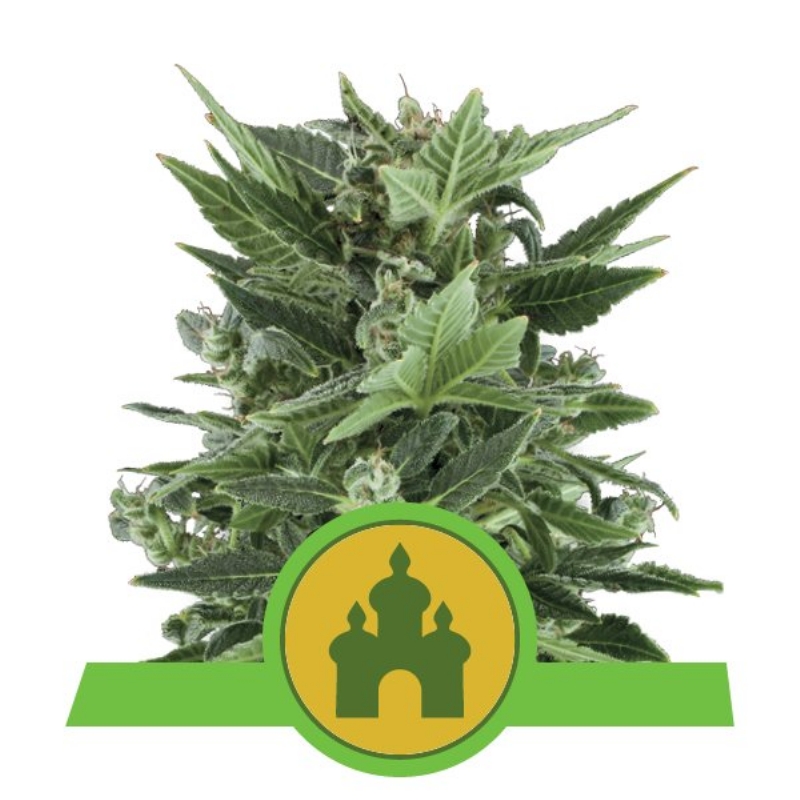 1 UND FEM - ROYAL KUSH AUTOMATIC * ROYAL QUEEN 1 UND FEMINIZADA