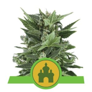3 UND FEM - ROYAL KUSH AUTOMATIC * ROYAL QUEEN 3 UND FEMINIZADAS
