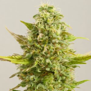 5 UND FEM - ROYAL KUSH * G13 LABS SEEDS 5 FEMINIZADAS