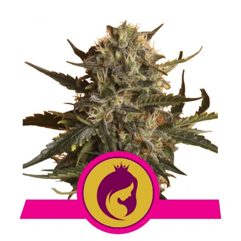 5 UND FEM - MOTHER GORILLA * ROYAL QUEEN FEMINIZADA 5 UND
