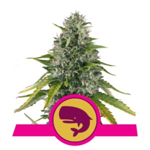 1 UND FEM - ROYAL MOBY * ROYAL QUEEN 1 UND FEMINIZADA