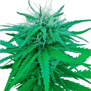 10 UND REG - RUDERALIS INDICA ﾮ  * SENSI SEEDS 10 UND REG