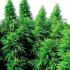 10 UND REG - RUDERALIS SKUNK ﾮ * SENSI SEEDS 10 UND REG
