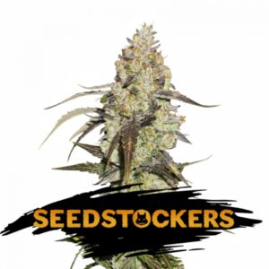 3 UND FEM - RUNTZ * SEEDSTOCKERS 3 UND FEMINIZADAS
