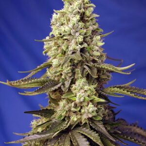3 UND FEM - RUNTZ XL AUTO ﾮ ﾮ * SWEET SEEDS 3 UND FEMINIZADAS