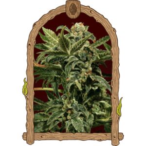 3 UND FEM - RUSSIAN AUTOMATIC * EXOTIC SEED FEMINIZADA 3 UND