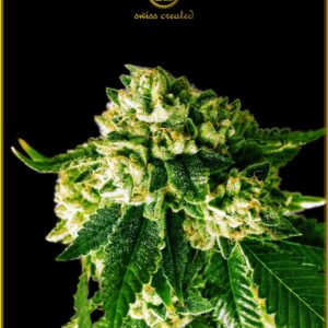 5 UND FEM - RUSSIAN GOLD * ANACONDA SEEDS FEMINIZADA 5 UND