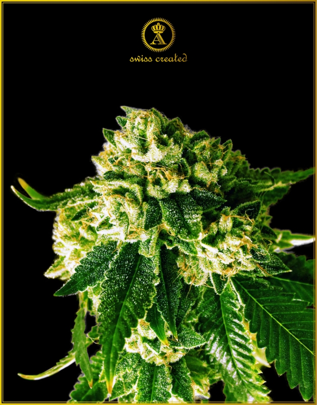 5 UND FEM - RUSSIAN GOLD * ANACONDA SEEDS FEMINIZADA 5 UND