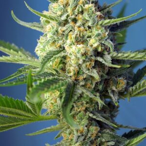 3 UND FEM - S.A.D. SWEET AFGANI DELICIOUS AUTO ﾮ * SWEET SEEDS 3 UND FEMINIZADAS