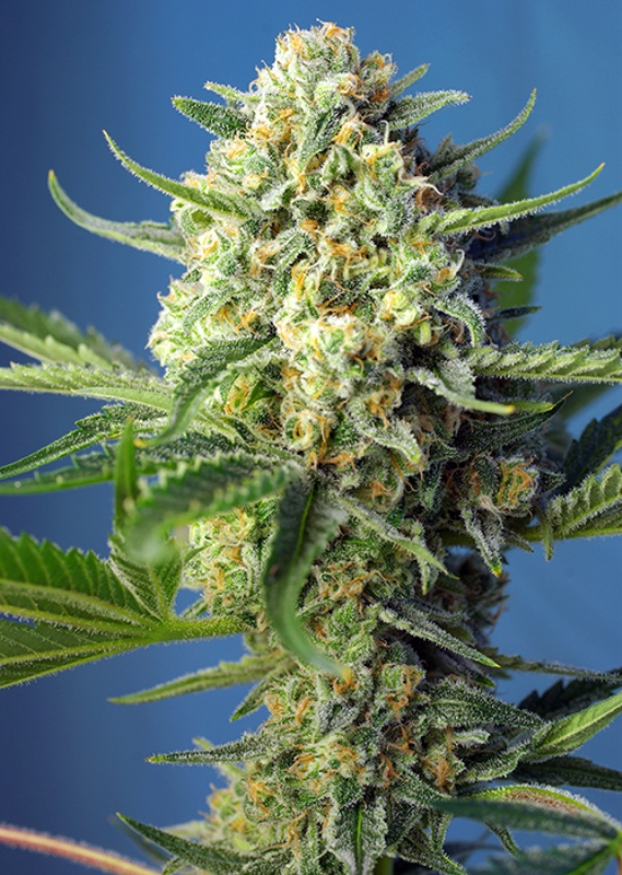 25 UND FEM - S.A.D. SWEET AFGANI DELICIOUS AUTO ﾮ * SWEET SEEDS 25 UND FEMINIZADAS
