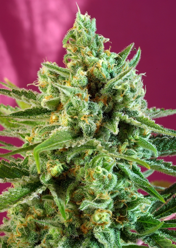 5 UND FEM - S.A.D. SWEET AFGANI DELICIOUS CBD ﾮ * SWEET SEEDS 5 UND FEMINIZADAS
