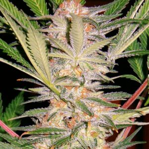 100 UND FEM - S.A.D SWEET AFGANI DELICIOUS F1 FAST VERSION ﾮ* SWEET SEEDS 100 UND FEMINIZADAS