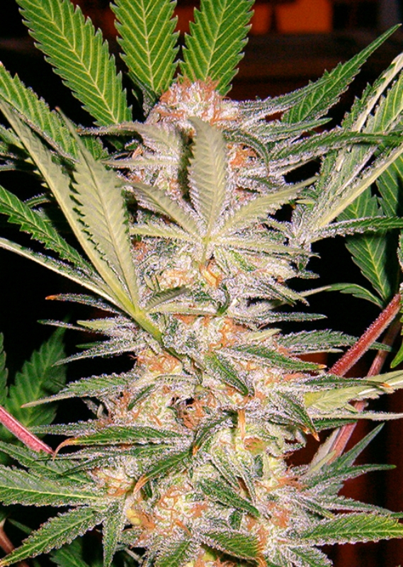 100 UND FEM - S.A.D SWEET AFGANI DELICIOUS F1 FAST VERSION ﾮ* SWEET SEEDS 100 UND FEMINIZADAS