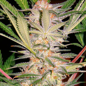 100 UND FEM - S.A.D. SWEET AFGANI DELICIOUS S1 ﾮ * SWEET SEEDS 100 UND FEMINIZADAS