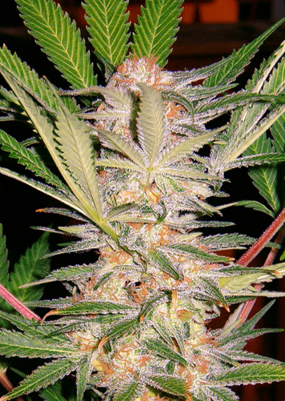 100 UND FEM - S.A.D. SWEET AFGANI DELICIOUS S1 ﾮ * SWEET SEEDS 100 UND FEMINIZADAS