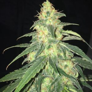 2 UND FEM - S.A.G.E. CBD * T.H. SEEDS 2 UND FEMINIZADAS