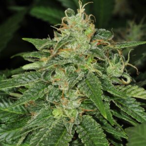 5 UND FEM - S.A.G.E. * T.H. SEEDS 5 UND FEMINIZADAS