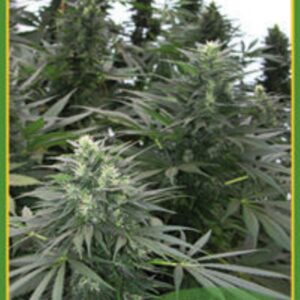 20 UND REG - SAFARI MIX  * MANDALA SEEDS REGULAR 20 UND