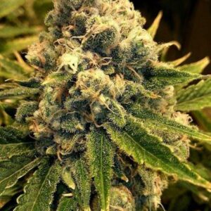 6 UND REG - SAFETY MEETING * JINXPROOF GENETICS (TGA-SUBCOOL) 6 UND REGULARES