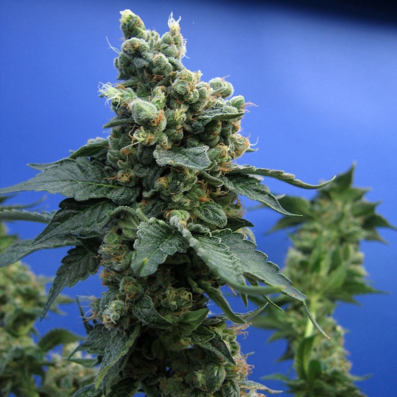 5 UND FEM - SAGE N SOUR * T.H. SEEDS 5 UND FEMINIZADAS