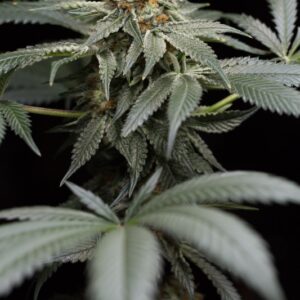 5 UND FEM - SAN BACIO GELATO  * HUMBOLDT SEEDS 5 UND FEMINIZADAS